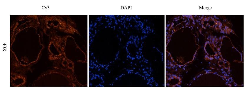 CD69 antibody