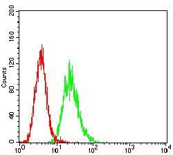 CD6 Antibody