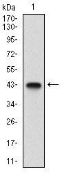 CD6 Antibody