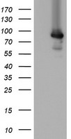 CD7 Antibody