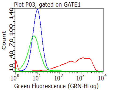 CD70 Antibody