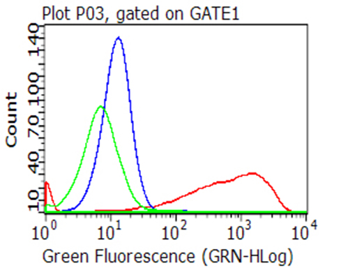 CD70 Antibody