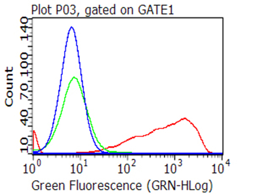 CD70 Antibody