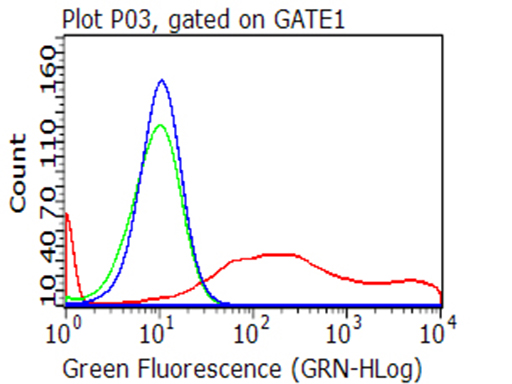 CD70 Antibody
