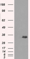 CD70 Antibody