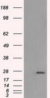 CD70 Antibody