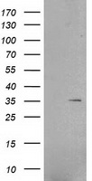 CD70 Antibody