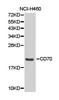CD70 Antibody