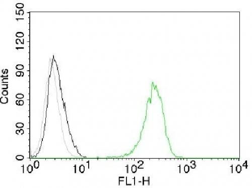 TFRC Antibody
