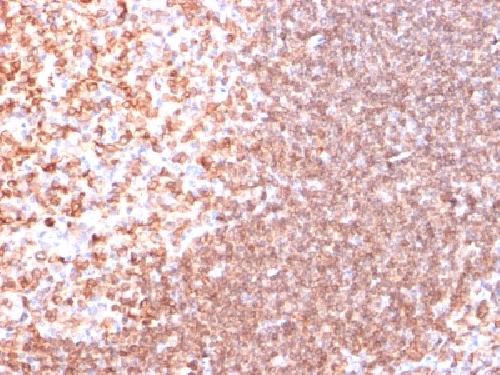 CD74 Antibody