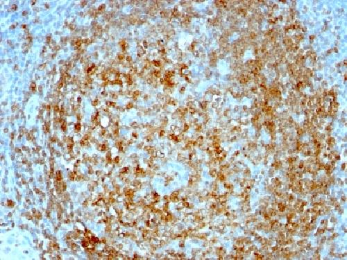 CD74 Antibody