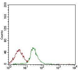 CD74 Antibody