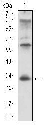 CD74 Antibody