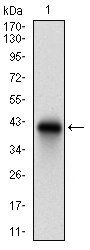 CD74 Antibody