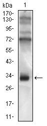 CD74 Antibody