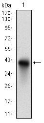 CD74 Antibody