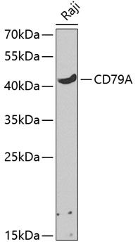 CD79A antibody