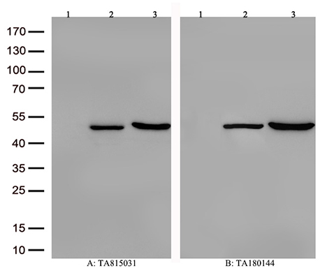 CD79B Antibody