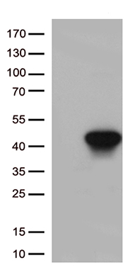 CD79B Antibody