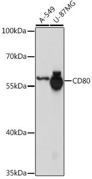 CD80 antibody