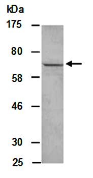 CD80 (M) Antibody, Rabbit Polyclonal