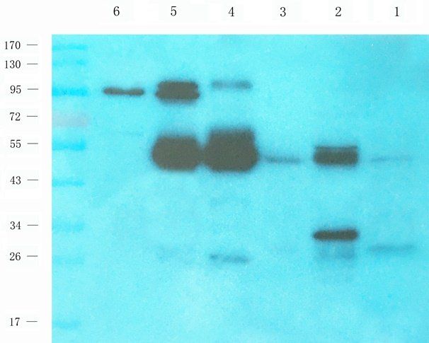 CD81 antibody