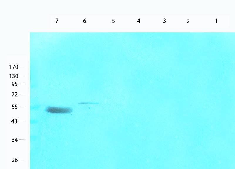 CD81 antibody