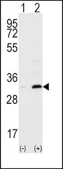 CD82 antibody