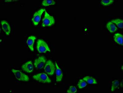 CD82 antibody