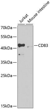 CD83 antibody