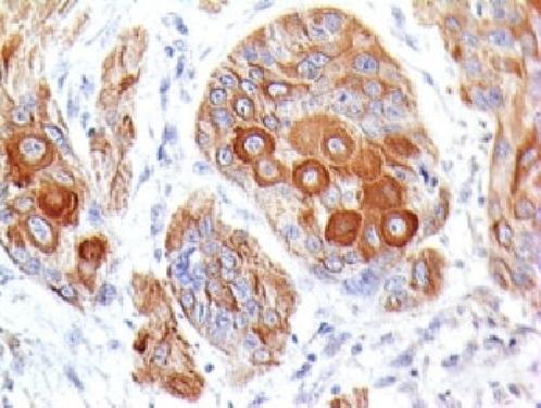 CD86 (Dendritic Cells Maturation Marker) Antibody