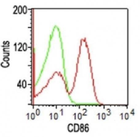 CD86 (Dendritic Cells Maturation Marker) Antibody