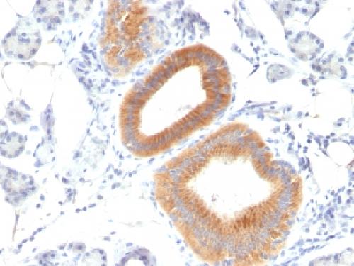 CD86 (Dendritic Cells Maturation Marker) Antibody