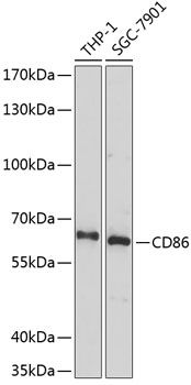 CD86 antibody