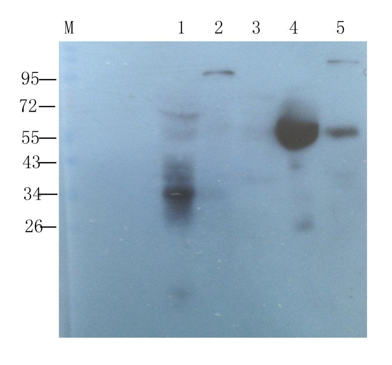 CD8 antibody