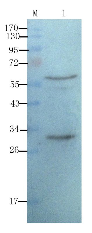 CD8 antibody