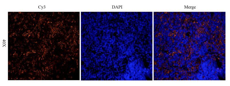 CD8 antibody