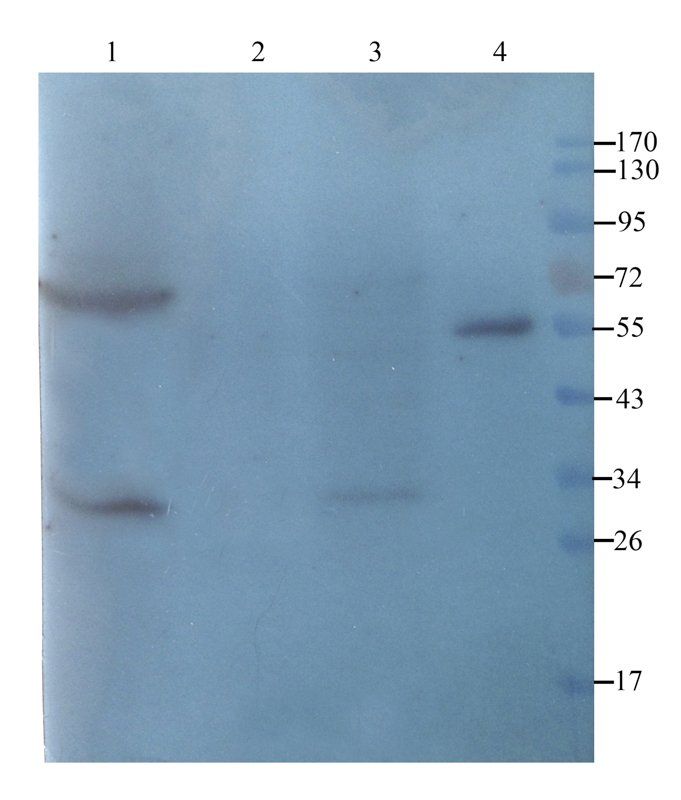 CD8 antibody