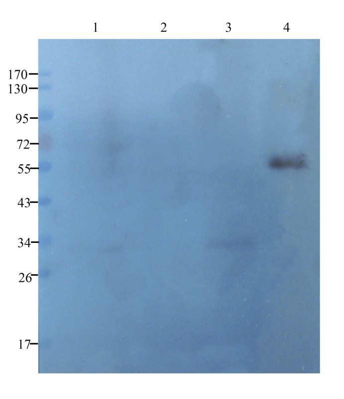 CD8 antibody