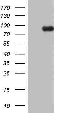 CD8A Antibody