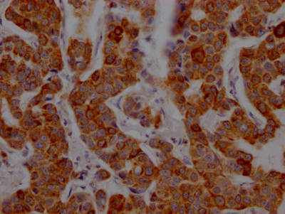 CD8A Recombinant Monoclonal Antibody