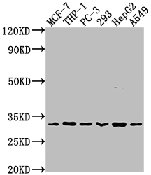 CD8A Recombinant Monoclonal Antibody