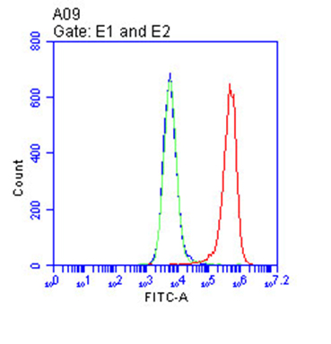 CD9 Antibody