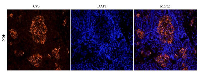 CD90 antibody