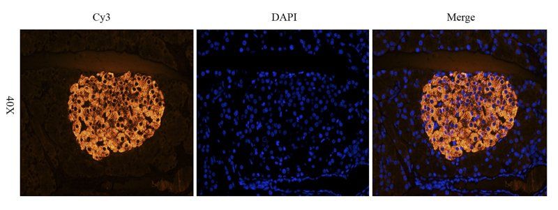 CD90 antibody