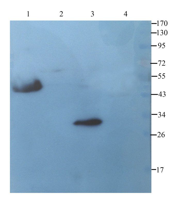 CD90 antibody