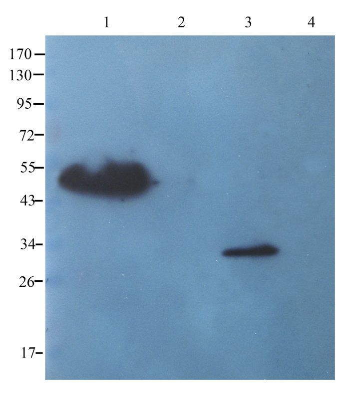 CD90 antibody