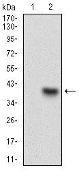 CD93 Antibody
