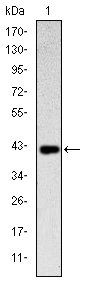 CD94 Antibody