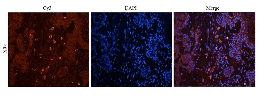 CD95 antibody